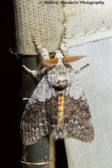 Calliteara horsfieldii