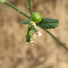 Hibiscus micranthus