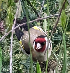 Carduelis carduelis britannica