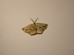 Eusarca concomitaria