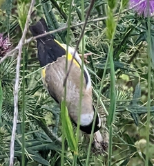 Carduelis carduelis britannica