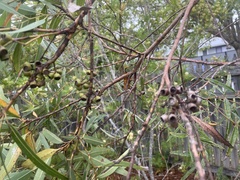 Eucalyptus curtisii