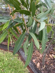 Eucalyptus curtisii