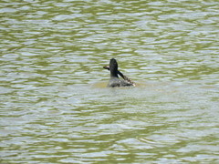 Fulica leucoptera