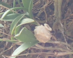 Aculeata