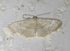 Scopula benitaria