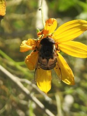 Copestylum isabellina