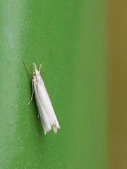 Crambus pascuella
