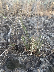 Scutellaria angustifolia