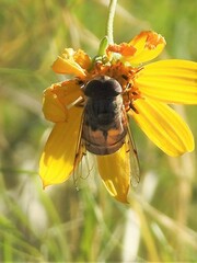 Copestylum isabellina