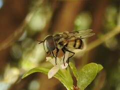 Copestylum fornax