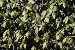 Rhododendron taliense