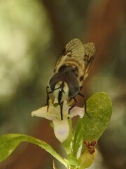 Copestylum fornax