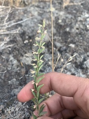 Scutellaria angustifolia
