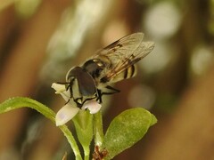 Copestylum fornax