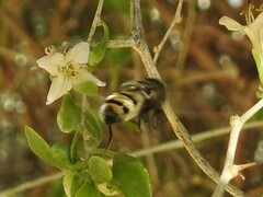 Copestylum fornax