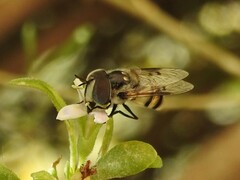 Copestylum fornax