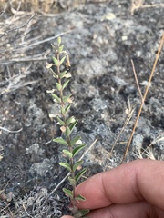 Scutellaria angustifolia