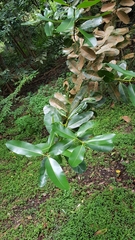 Calophyllum