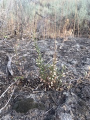 Scutellaria angustifolia