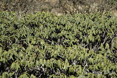 Rhododendron taliense