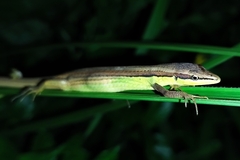 Takydromus sexlineatus