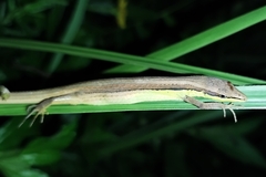 Takydromus sexlineatus