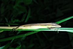 Takydromus sexlineatus