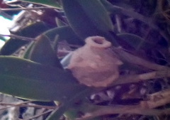 Aculeata