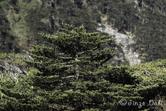 Abies delavayi