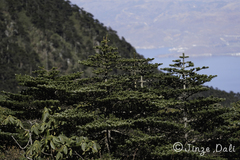 Abies delavayi