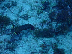 Odontodactylus scyllarus