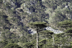 Abies delavayi