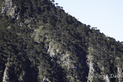 Abies delavayi