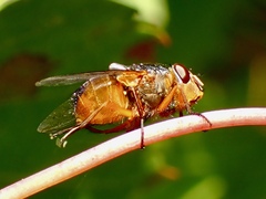 Calliphora dubia