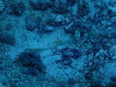 Amblyeleotris guttata