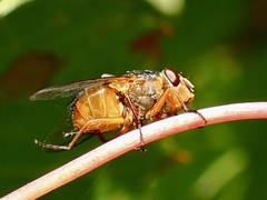 Calliphora dubia