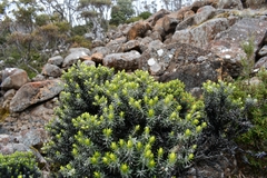 Ozothamnus
