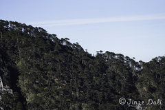 Abies delavayi