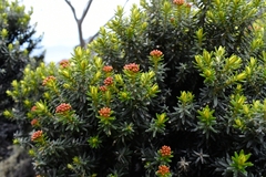 Ozothamnus