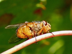 Calliphora dubia