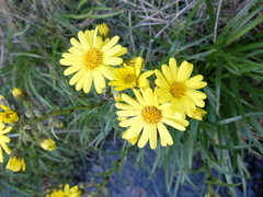 Dolichoglottis lyallii