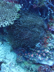 Euphyllia glabrescens