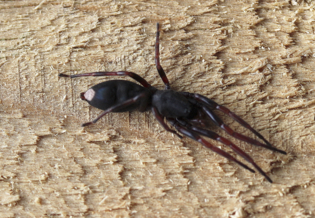 White Tailed Spiders From Yaugher Vic 3236 Australia On November 29 2022 At 01 01 Pm By