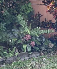 Aechmea fasciata