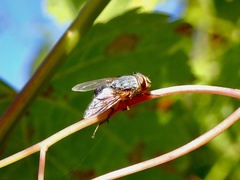 Calliphora dubia