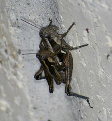 Paraidemona