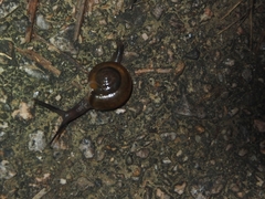 Macrochlamys nitidissima