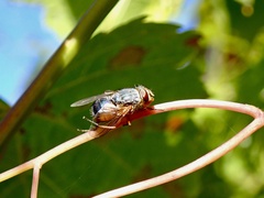 Calliphora dubia