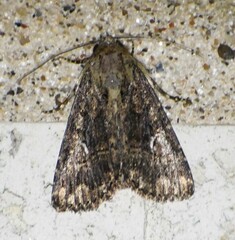 Condica albigera